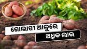 କାହିଁକି ଗୋଲାପୀ ଆଳୁ ଚାଷରୁ ଚାଷୀ ପାଆନ୍ତି ଅଧିକ ରୋଜଗାର ?