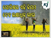 New Mustard Variety: ମାତ୍ର ୯୪ ଦିନରେ ପ୍ରସ୍ତୁତ ହୋଇଯିବ