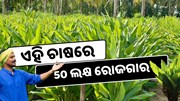 ଏହି ଚାଷରେ 50 ଲକ୍ଷ ରୋଜଗାର, ଜାଣନ୍ତୁ କରିବେ କିପରି ?