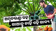 ଅମୃତଭଣ୍ଡା ସହ ଭୁଲରେ ମିଶାଇ ଖାଆନ୍ତୁ ନାହିଁ ଏହି ଖାଦ୍ୟ, ଯିବାକୁ ପଡିଯିବ Hospital 