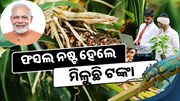 ବର୍ଷା ଯୋଗୁଁ ଚାଷୀଙ୍କୁ ମିଳୁଛି କ୍ଷତିପୂରଣ, କରନ୍ତୁ ଆବେଦନ