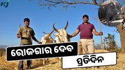Ladakhi Cow: ପଶୁପାଳକଙ୍କୁ ଦେବ ପ୍ରତିଦିନ ରୋଜଗାର 