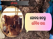 ଘର ବଗିଚାରେ ବ୍ୟବହାର କରନ୍ତୁ ଜୈବିକ ଗୋବର ସାର 