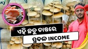 ଏହି ଛତୁ ଚାଷରେ ହେଉଛି ପ୍ରବଳ Income, ହଜାରେ ଟଙ୍କା ହେଉଛି ବିକ୍ରି 