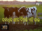 Israel Cow: ସର୍ବାଧିକ କ୍ଷୀର ଦିଅନ୍ତି ଏହି ଗାଈ