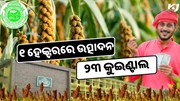 ‘ଶ୍ରୀରତ୍ନ’ ମାଣ୍ଡିଆ: ୧ ହେକ୍ଟର ଜମିରେ ଉତ୍ପାଦନ ହେବ ୨୩ କୁଇଣ୍ଟାଲ