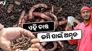 କରନ୍ତୁ ଏହି ଚାଷ ମିଳିବ ଲାଭ ଅଧିକ, ବଢିବ ଫସଲ ଉତ୍ପାଦନ କ୍ଷମତା 