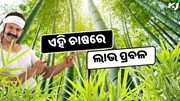 ଏହି ଚାଷରେ ପ୍ରଚୁର ଲାଭ, ମିଳିବ Extra ଆୟ 