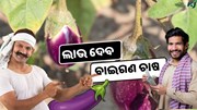 ଲାଭଜନକ ପରିବା ଚାଷ: ବାଇଗଣ 