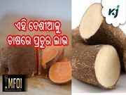 ଖମ୍ବଆଳୁ ବା ଦେଶୀଆଳୁ ଦେବ ପ୍ରଚୁର ଲାଭ
