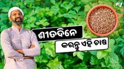 ଶୀତଦିନେ କରନ୍ତୁ ଏହି ଚାଷ, କମ ନିବେଶରେ ଭଲ ଲାଭ   