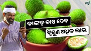 ବୈଜ୍ଞାନିକ ପଦ୍ଧତିରେ କାଙ୍କଡ଼ ଚାଷ ଦେବ ଦ୍ଵିଗୁଣ ଅଧିକ ଲାଭ 
