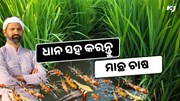 ଏହି ପ୍ରଣାଳୀରେ ଗୋଟିଏ ଜମିରେ ଧାନ ସହ କରନ୍ତୁ ମାଛ ଚାଷ, ଲାଭ ପ୍ରବଳ 