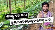 ଫୁଲକୋବି ଚାଷରେ କରନ୍ତୁ ଏହି କାମ, ହେବ ଭଲ income 