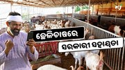 ଛେଳିଚାଷ କଲେ ମିଳିବ ସରକାରୀ ସହାୟତା