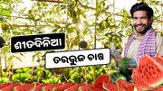 ଜାଣନ୍ତୁ ଶୀତଦିନେ କିପରି କରିବେ ତରଭୁଜ ଚାଷ ? ଅଧିକ ଦାମରେ ହେବ ବିକ୍ରି 