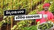 ଶିମ୍ବ ଚାଷ କରି ଚାଷୀ କମାଇପାରିବେ ବର୍ଷକୁ ହଜାର ହଜାର ଟଙ୍କା