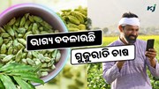 କେମିତି କରିବେ ଗୁଜୁରାତି ଚାଷ ? ବଦଳିଯିବ ଭାଗ୍ୟ  