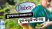 Diabetes ରୋଗର ଅମୋଘ ଔଷଧ ଏହି ପତ୍ର, ଚୁଟକୀରେ କମିଯିବ ଶର୍କରା 