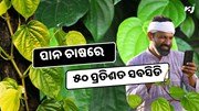 ପାନ ଚାଷରେ ୫୦ ପ୍ରତିଶତ ସବସିଡି ଘୋଷଣା, କରନ୍ତୁ ଆବେଦନ 