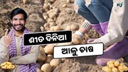 ଶୀତ ଦିନରେ କରନ୍ତୁ ଆଳୁ ଚାଷ, କମ ନିବେଶରେ ଲାଭ ପ୍ରଚୁର 