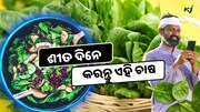 ଶୀତ ଦିନେ କରନ୍ତୁ ଏହି ଚାଷ, ମିଳୁଛି ଭଲ Income 