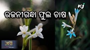 କରନ୍ତୁ ରଜନୀଗନ୍ଧା ଫୁଲ ଚାଷ , ଯାହା ଆପଣଙ୍କୁ ଦେବ ଲକ୍ଷାଧିକ ଲାଭ