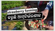 strawberry farming: ମହିଳା ଚାଷୀଙ୍କୁ ଦେଇଛି ରୋଜଗାର