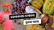Cocoa Cultivation: ଏହି ଗଛରୁ ତିଆରି ହେଉଛି ଚକୋଲେଟ, ମିଳୁଛି ପ୍ରବଳ ଲାଭ 