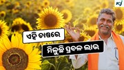 Sunflower Farming: ସୂର୍ଯ୍ୟମୁଖୀ ଚାଷରେ ମିଳୁଛି ପ୍ରବଳ ଲାଭ, ଜାଣନ୍ତୁ ନୂଆ ଉପାୟ 
