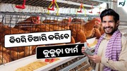  Poultry Farm: କିପରି ଆରମ୍ଭ କରିବେ କୁକୁଡ଼ା ଫାର୍ମ Business 