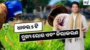 Rice Disease: ଧାନ ଫସଲର 5 ଟି ମୁଖ୍ୟ ରୋଗ ଏବଂ ଏହାର ନିରାକରଣ 