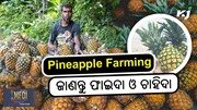 Pineapple Farming: ସପୁରୀ ଚାଷର ଫାଇଦା ଓ ଚାହିଦା 