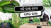 Pointed Gourd Farming: ପୋଟଳ ଚାଷ ଦେବ ବମ୍ପର ଲାଭ 