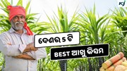 Top 5 Sugarcane: ଏହି 5 ଟି ଆଖୁ ଚାଷରେ ପ୍ରବଳ ଲାଭ 