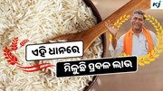 Basmati 1: ଓଡ଼ିଶା ଚାଷୀଙ୍କ ପ୍ରଥମ ପସନ୍ଦ ଏହି ଚାଉଳ, ମିଳୁଛି ପ୍ରବଳ ଲାଭ 