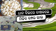 Makhana farming: ଧାନ ବିଲରେ କରନ୍ତୁ ମଖାନା ଚାଷ 