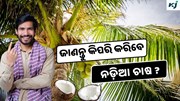 Coconut: ନଡ଼ିଆ ଚାଷରେ ପ୍ରବଳ ଲାଭ 