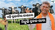 Best Cow: ରଖନ୍ତୁ ଏହି ଗାଈ, ଦେଉଛି ସବୁଠାରୁ ଅଧିକ କ୍ଷୀର 