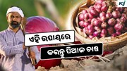 Onion Cultivation: ଜାଣନ୍ତୁ କିପରି କରିବେ ପିଆଜ ଚାଷ ? ମିଳିବ ପ୍ରବଳ ଲାଭ 