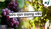 Grapes Farming: ପିଆଜ ପରେ ଏହି ଫଳର କମିଲା ଦର