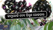 Jamun seed powder: ଏହା ଚାଷୀଙ୍କୁ ଦେବ ଦ୍ଵିଗୁଣ ଆୟ 