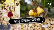 Cashew cultivation: ଏଥର କମିବ କାଜୁ ଉତ୍ପାଦନ 