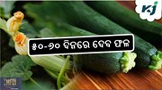 Zucchini Farming: ଏହି ବିଦେଶୀ ପରିବା ଦେବ ଲକ୍ଷାଧିକ ଆୟ 