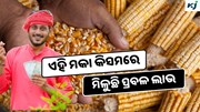 Top 5 Maize Varieties: କମ ନିବେଶରେ ପ୍ରବଳ ଲାଭ 