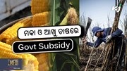 GOVT SUBSIDY: ଆଖୁ ଓ ମକାରେ ସରକାରୀ ସବସିଡି