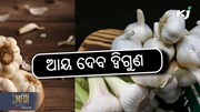Garlic farming: ଉନ୍ନତ ରସୁଣ ଚାଷ, ଆୟ ଦେବ ଦ୍ଵିଗୁଣ 