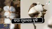 କପା ମୂଲ୍ୟରେ ବୃଦ୍ଧି: କ୍ୱିଣ୍ଟାଲ ପିଛା ୮୦୦୦/-