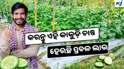 Cucumber: ଜବରଦସ୍ତ ଅମଳ ଦେଉଛି ଏହି କିସମର କାକୁଡ଼ି 