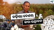 Cotton: ବଢ଼ିଲା ଦେଶର କପା ଉତ୍ପାଦନ, ଅର୍ଥନୀତିରେ ପଡ଼ିବ ପ୍ରଭାବ